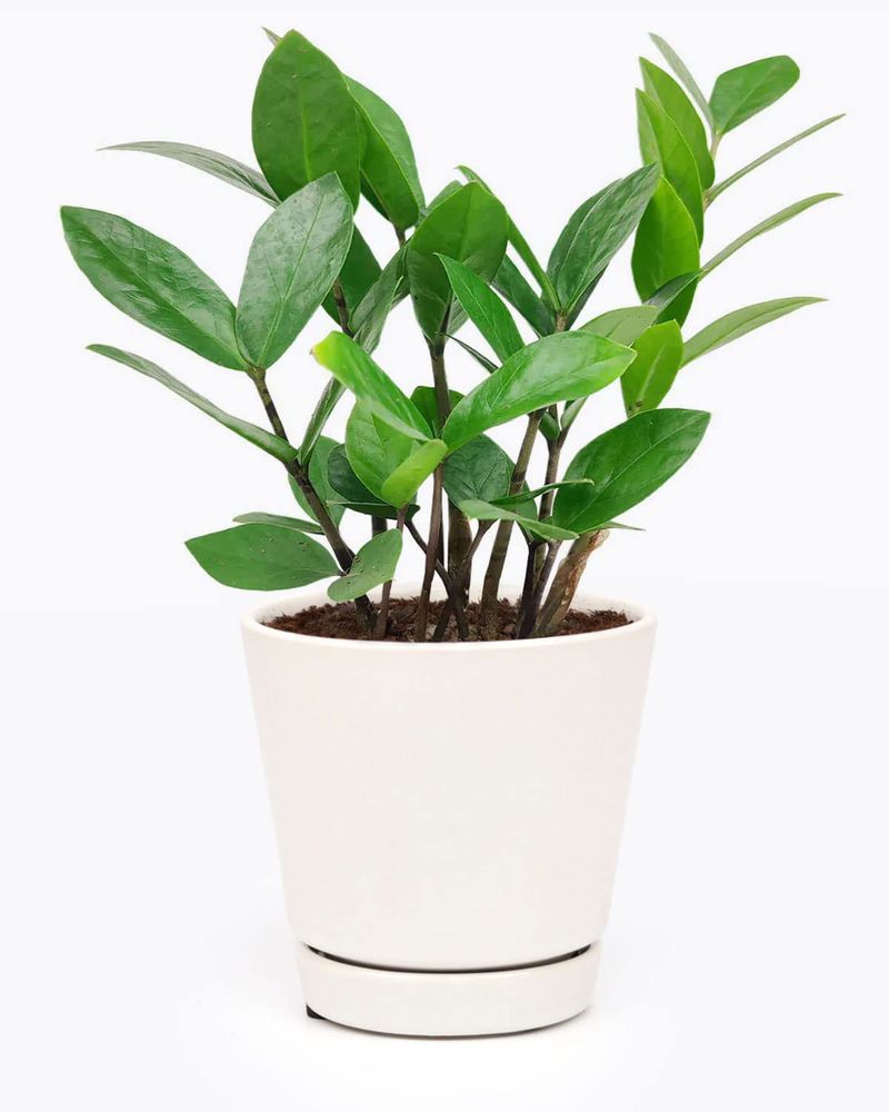 ZZ Plant