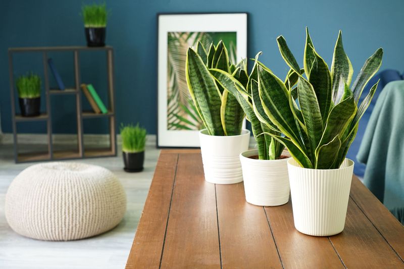 Houseplants for Air Quality