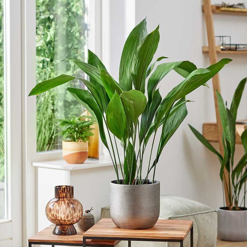 Cast Iron Plant
