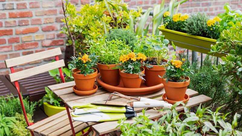 Potted Herb Garden