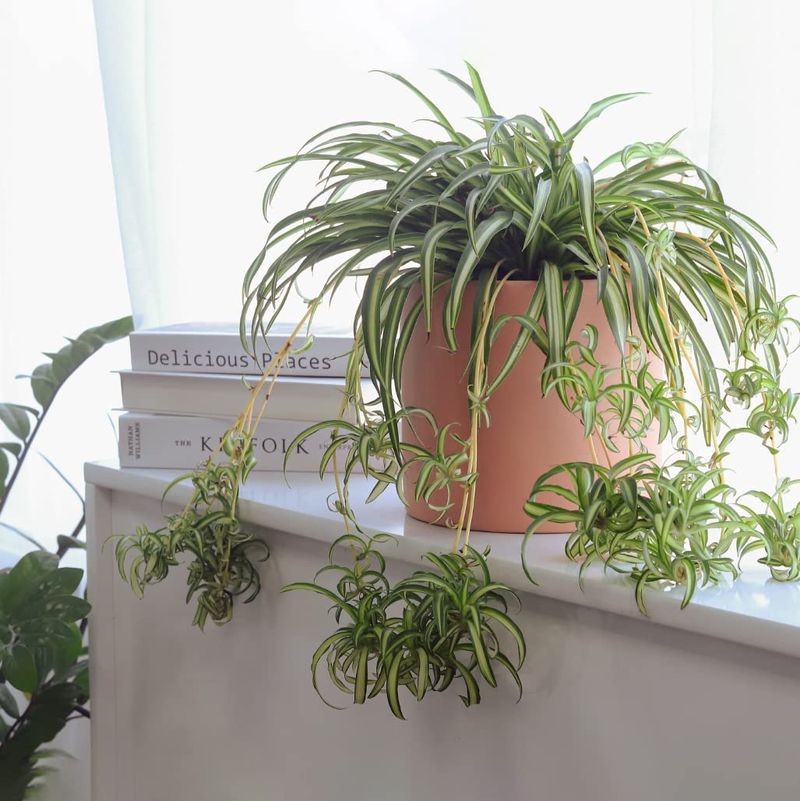 Spider Plant