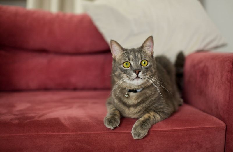 Synthetic Velvet Sofa