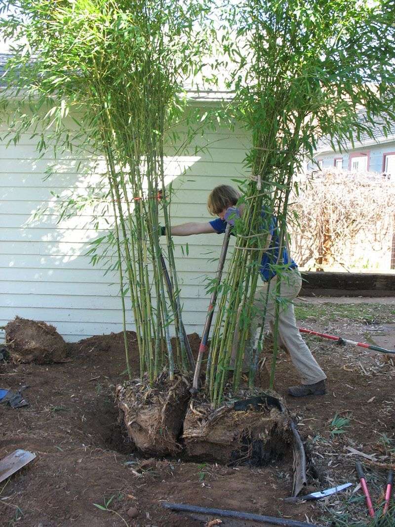 Overgrown Bamboo Barriers