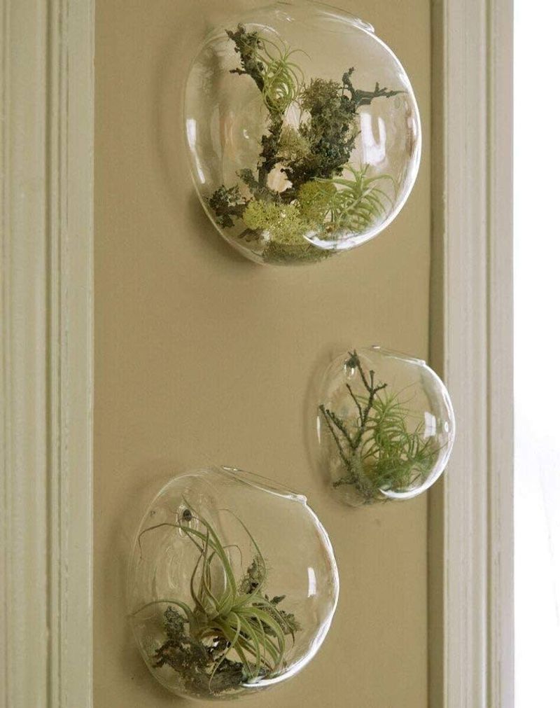 Hanging Glass Terrariums