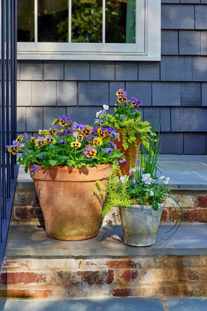 Potted Beach Grass