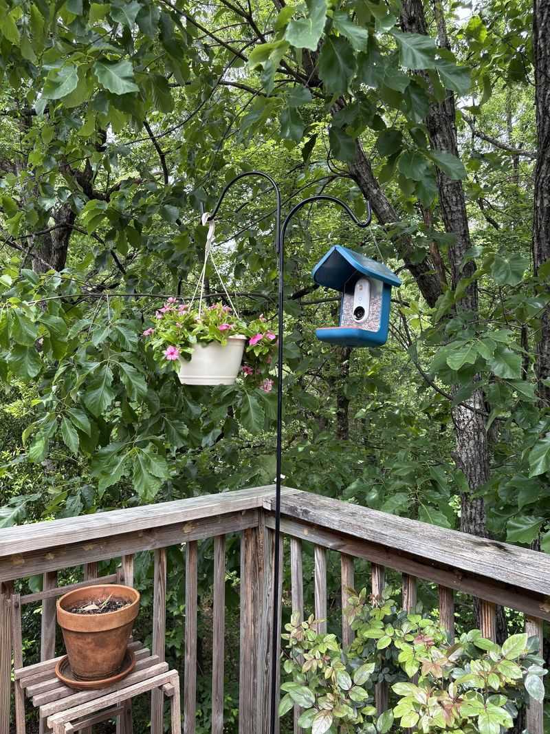 Bird Feeder View