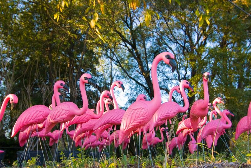 Plastic Lawn Flamingos