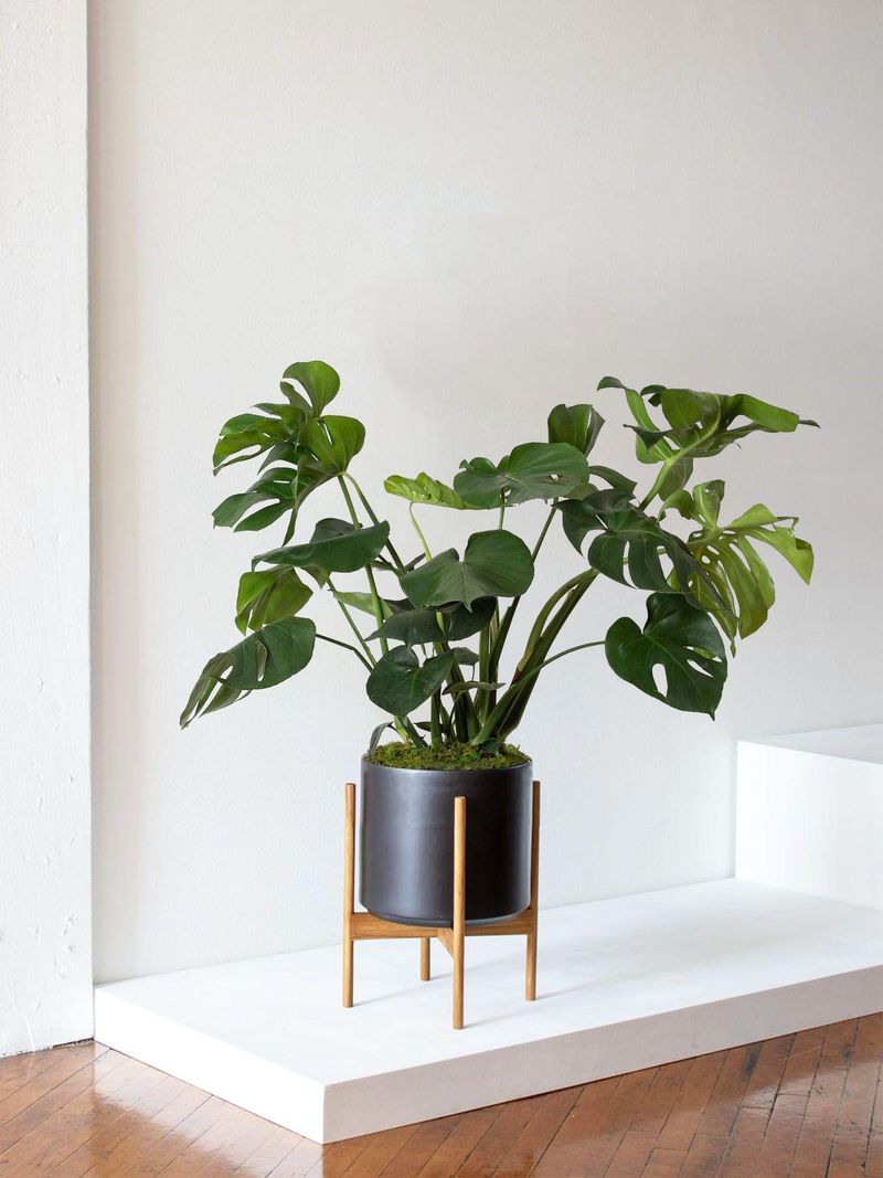 Monstera Deliciosa
